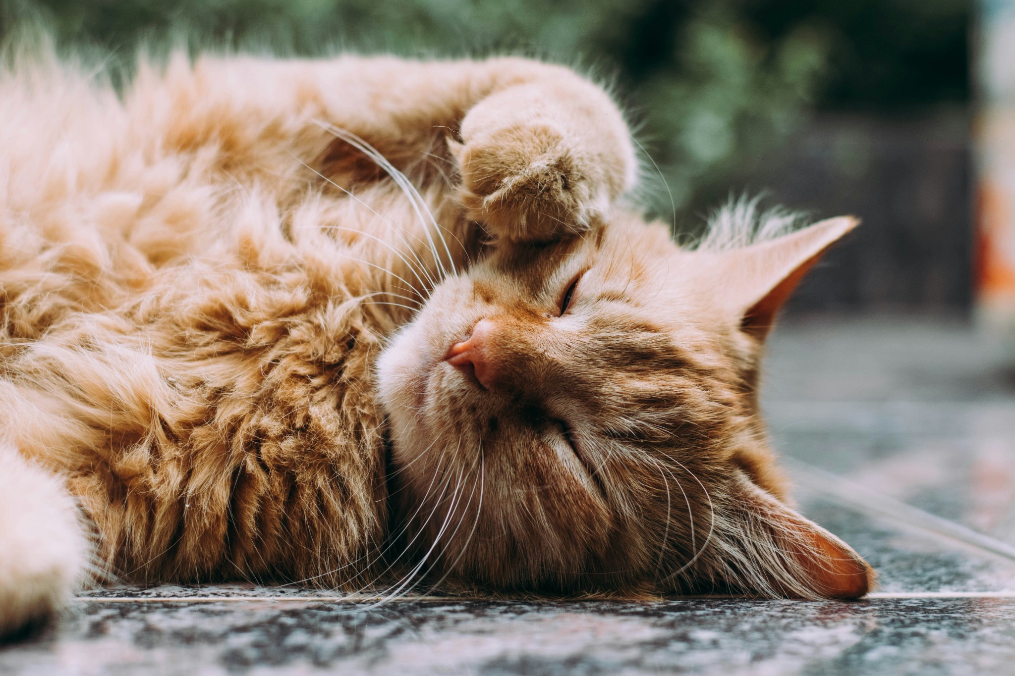 Cats @ Honingklip